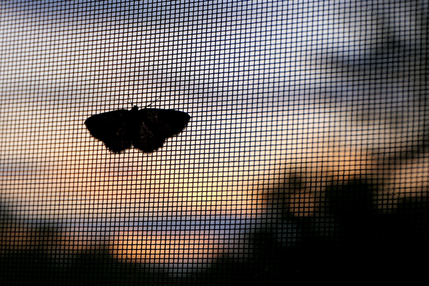 Insektenschutzgitter am Fenster gegen Mücken und Insekten